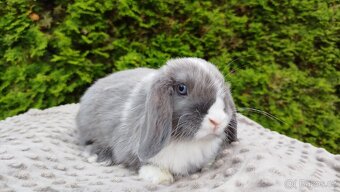 Zakrslý beránek, králíček, králík - HEIDY - 5