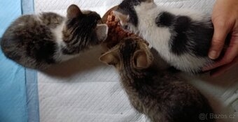 Daruji koťátka - 5