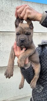 Cane corso s PP - 5