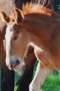 Drum horse hřebec, matka Shire horse, otec irský cob - 5