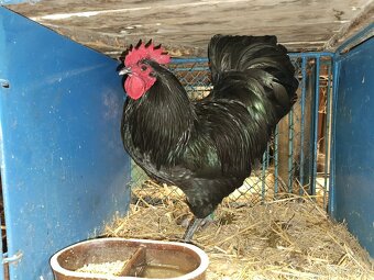 Australky kohouti - 5