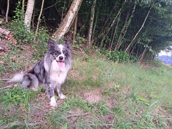 Nabízím krytí psem border kolie. - 5