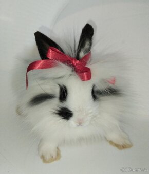 Zakrslý králíček bez PP samička Olivie - 5