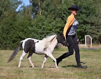 Klisna Minihorse, 2 roky - 5