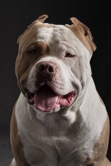Krytí American bully xl - 5