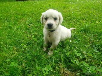 Zlatý retrívr / retriever  bez pp - 5