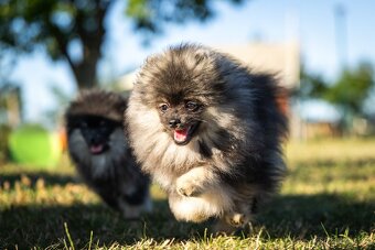 Pomeranian s PP - 5