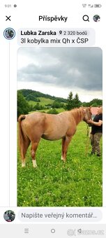3l kobylka mix Qh x ČSP - 5