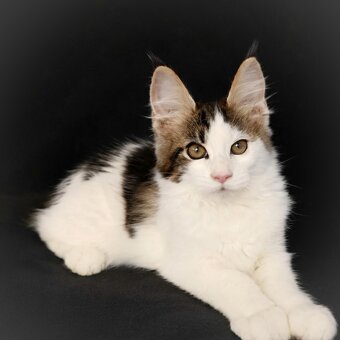 Mainská mývalí- kočička s PP - 5