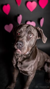 Gino - x cane Corso - praštěný puberťák, 1rok - 5