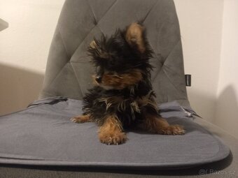 Jorkšírský teriér - 5