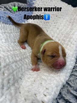 American bully XL/XXL s PP - 5