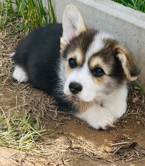 Welsh corgi pembroke s PP (FCI) - 5