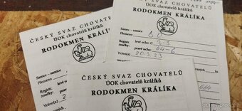Prodám králíky – Belgický obr (3 měsíce, rodiče s PP) - 5