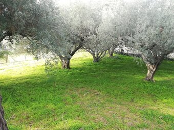 Sicílie, RD 2+1, 90 m2, poz. 1.000 m2, Montalbano Elicona - 5