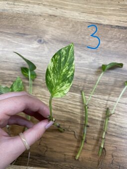 Epipremnum aureum - řízky - 5