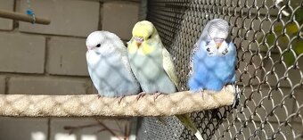 Andulky vlnkované - 5