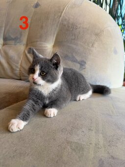 Modrá britská koťátka - 5