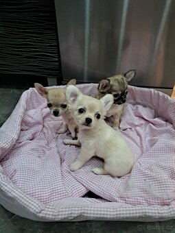 Čivava Mini Fenečky - 5