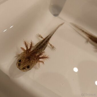 Axolotl mexický - 5