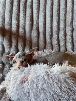 Kanadský sphynx - 5