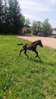Pony ,WPBR, hříbě - 5