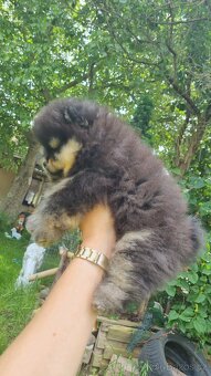 Německý špic trpasličí/Pomeranian 3 kluci - 5