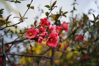 Objektiv SMC Pentax-M 35/2.8 - 5