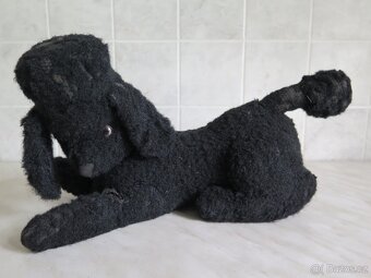 Starý pejsek - pudlík - 5