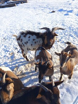 HOLANDSKÁ ZAKRSLÁ KOZA KOZEL - 5