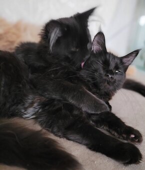 Mainská mývalí kočička s PP - 5