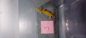 gekončík noční - 5