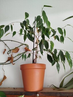 Pokojové rostliny - 5
