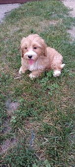 Maltipoo ,maltipo - 5