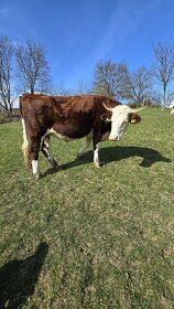 Krávy Česká straka - 5