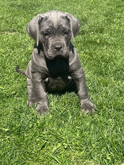 Cane Corso s PP - 5