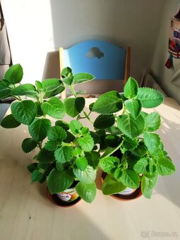 2 x pokojová rostlina rýmovník - 5
