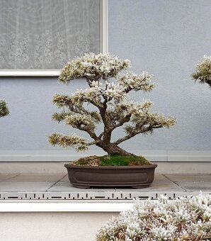 Borovice lesní (Pinus sylvestris) bonsai - 5