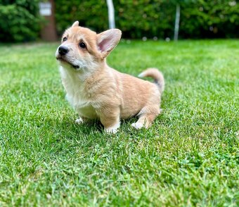 Welsh Corgi Pembroke - 5
