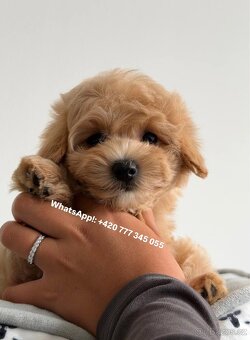Štěňátko chlapeček Maltipoo - 5