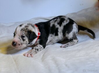 Louisianský leopardí pes s PP - 5