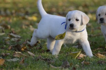 🐾 Labradorský retrívr s PP – štěňátka k odběru ihned 🐾 - 5