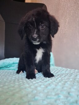 Štěňátka kříženci stardšírský bullteriér - 5