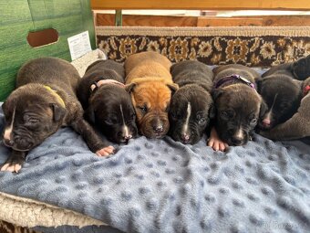 Americký stafordsirsky terier, Stafford, amstaf - 5