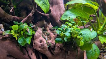 Prostřih akvarijních rostlin - 5