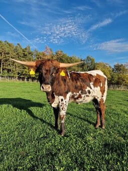 Plemenný býk Texas Longhorn 🐂 - 5