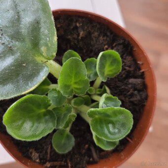 Fialka bílorůžová, zakořeněný list - 5