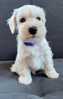 Knírač malý bílý s PP - 5