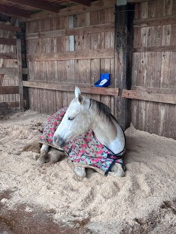 Prodám hodného valacha QH - 5