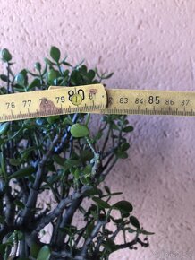 kvetina tlustice (Crassula ovata) - 5